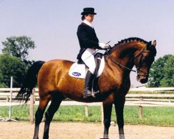stallion Luban AA (Anglo-Arabs, 1989, from Hippies) stallion Luban AA (Anglo-Arabs, 1989, from Hippies)