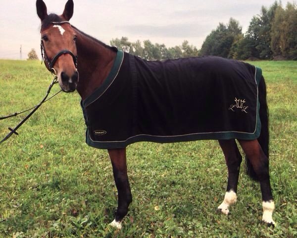 broodmare Lindsey Lohan (Rhinelander, 2006, from Lord Lancer)