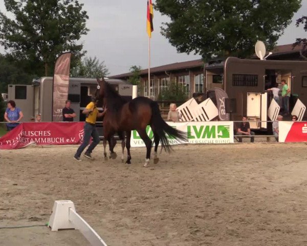 Stuten- und Fohlenschau Münster-Albachten 2018