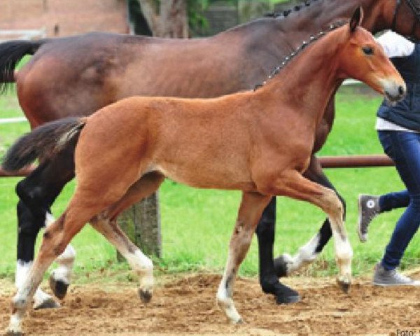 jumper G-Star 13 (Hanoverian, 2013, from Grey Top)