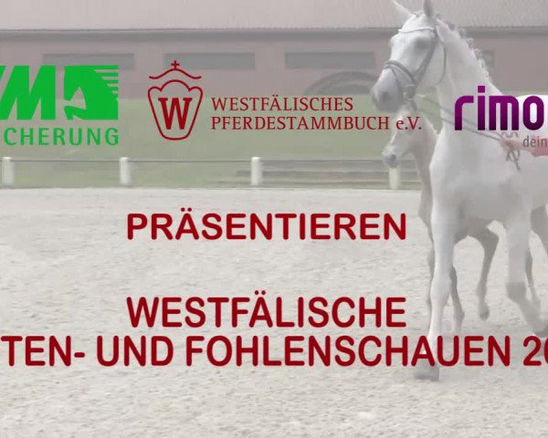 Stuten- und Fohlenschau Lengerich 2018