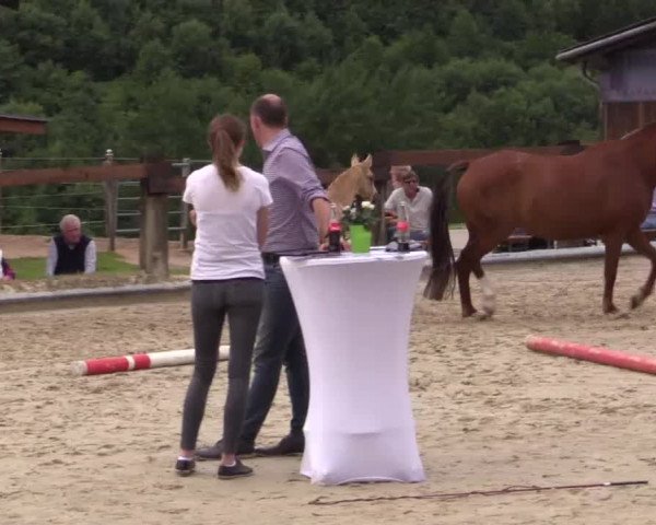 Stuten- und Fohlenschau in Drolshagen 2018