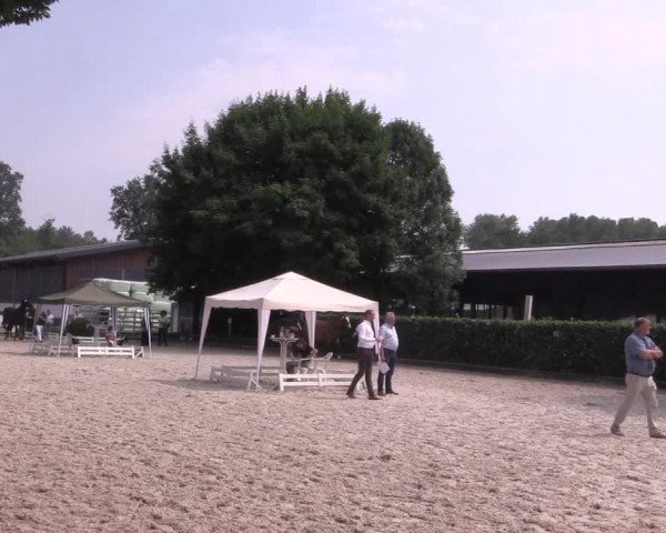 Verdener Fohlen-Sichtungstermin 2018 für die Fohlenauktion