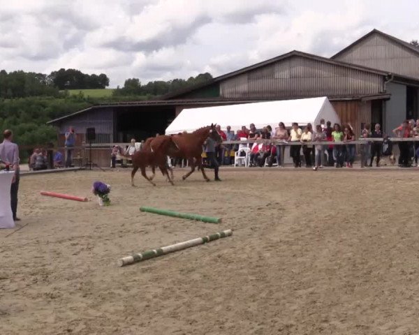 Stuten- und Fohlenschau in Drolshagen 2018