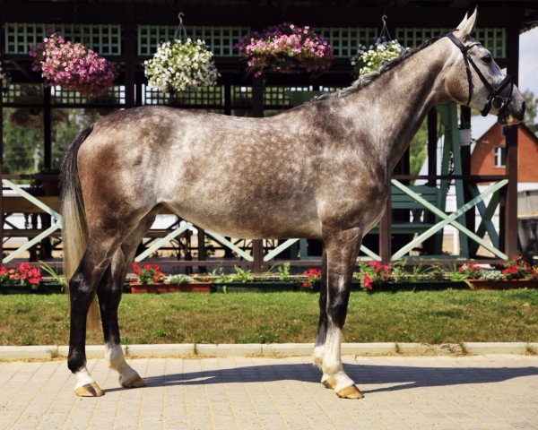 horse Finlandia (Oldenburg, 2011, from Fairbanks)