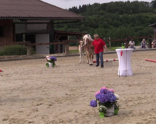 Stuten- und Fohlenschau in Drolshagen 2018