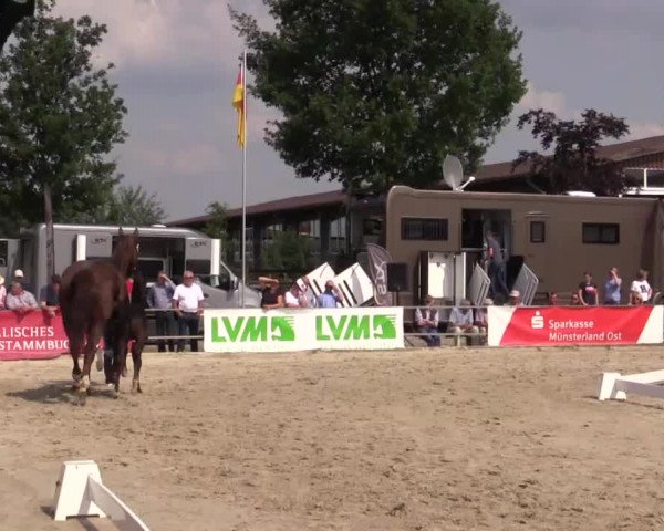 Stuten- und Fohlenschau Münster-Albachten 2018