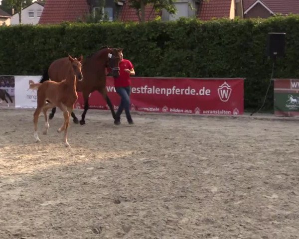 Stuten- und Fohlenschau Münster-Albachten 2018