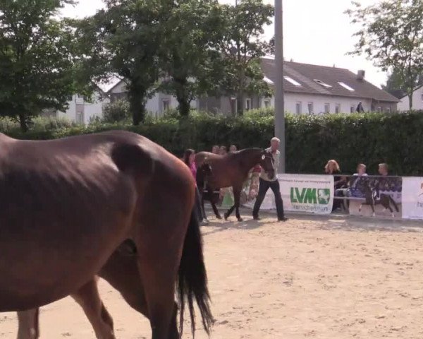 Stuten- und Fohlenschau Münster-Albachten 2018