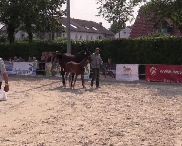 Stuten- und Fohlenschau Münster-Albachten 2018