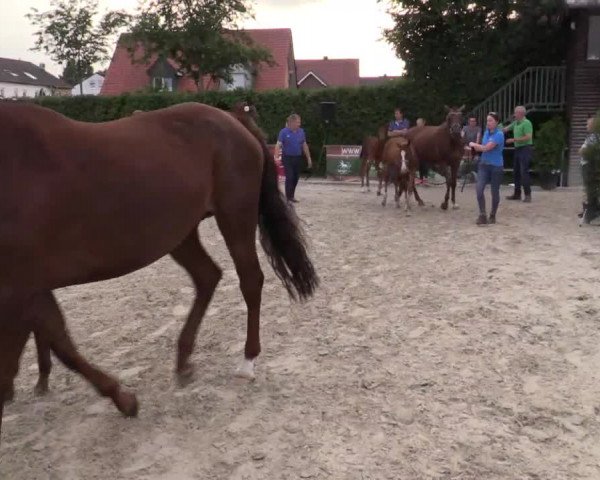 Stuten- und Fohlenschau Münster-Albachten 2018