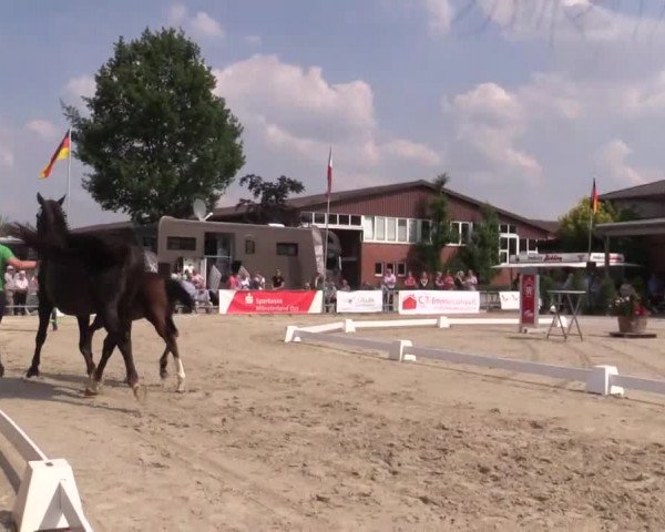Stuten- und Fohlenschau Münster-Albachten 2018