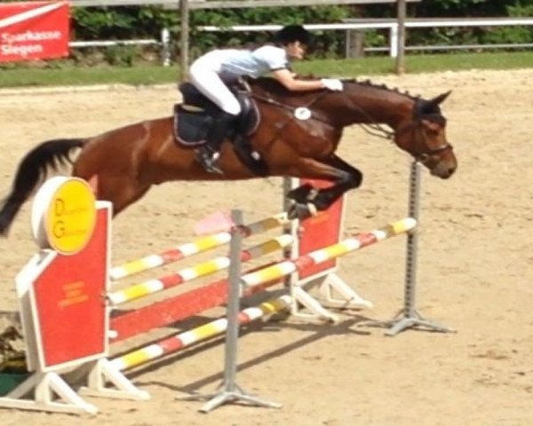 jumper Crusador SH (Westphalian, 2005, from Collin L)
