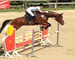 jumper Crusador SH (Westphalian, 2005, from Collin L)