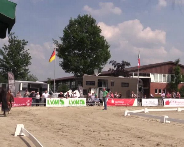 Stuten- und Fohlenschau Münster-Albachten 2018