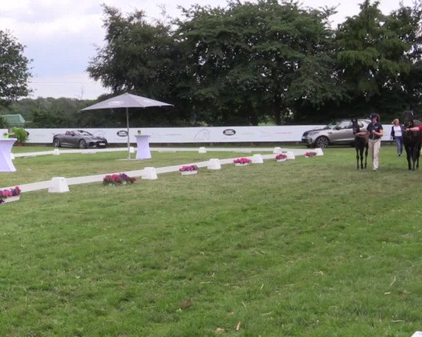 Stuten- und Fohlenschau Krüsterhof 2018