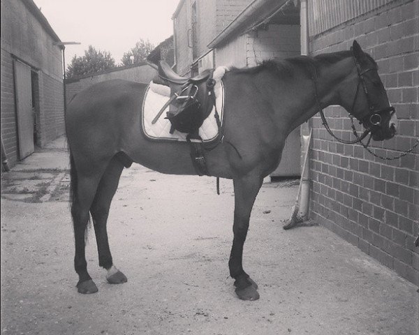 dressage horse Prince D'Aix (French Trotter, 2003, from Prince Thatch xx)
