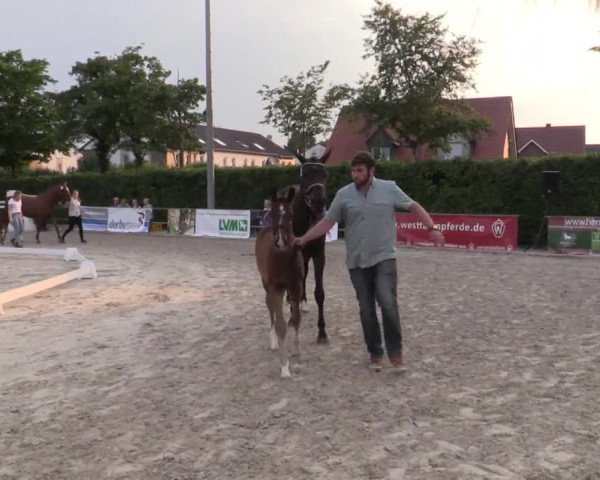 Stuten- und Fohlenschau Münster-Albachten 2018