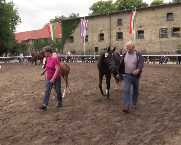 Stuten- und Fohlenschau Warendorf 2018