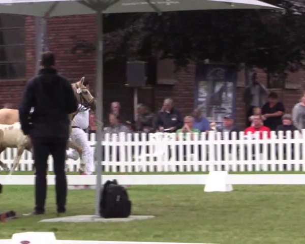 Stuten- und Fohlenschau Krüsterhof 2018