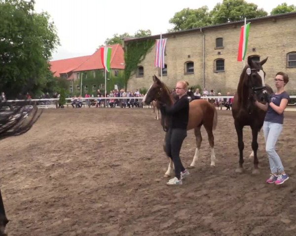 Stuten- und Fohlenschau Warendorf 2018