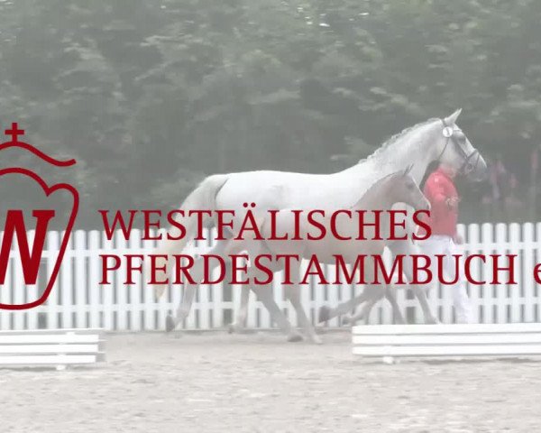 Stuten- und Fohlenschau Krüsterhof 2018