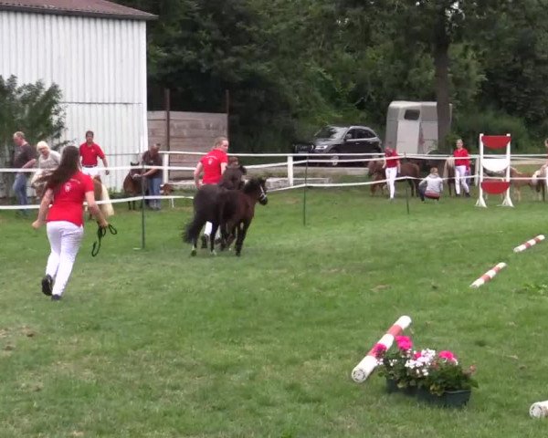 Stuten- und Fohlenschau Steinheim 2018