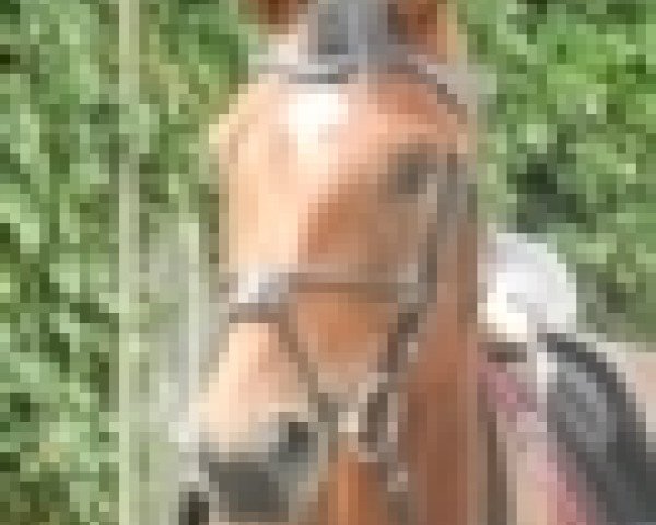 Pferd Quintender (Hannoveraner,  , von Quintender 2)