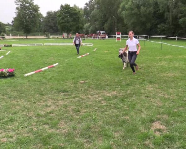 Stuten- und Fohlenschau Steinheim 2018