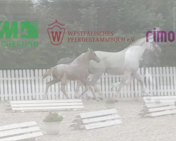 Stuten- und Fohlenschau Warendorf 2018