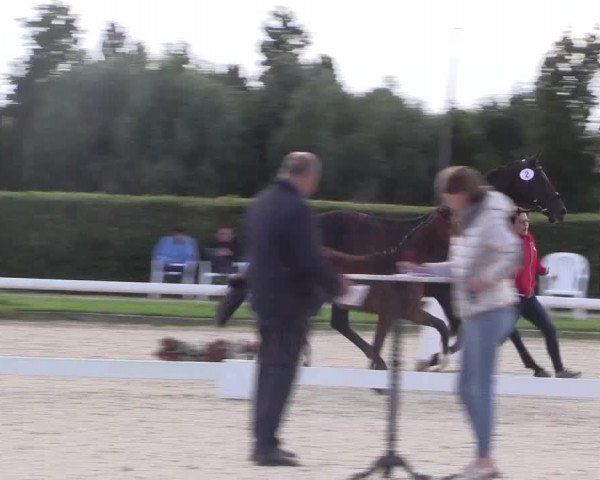 LVM-Sichtung Fohlenchampionat 2018 Münster-Handorf