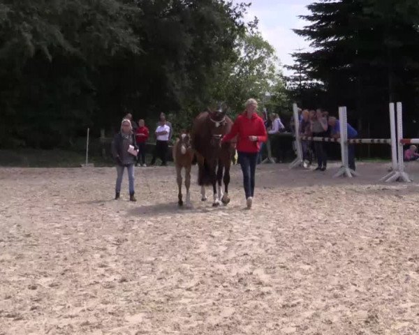 Stuten- und Fohlenschau Gevelsberg-Berge 2018