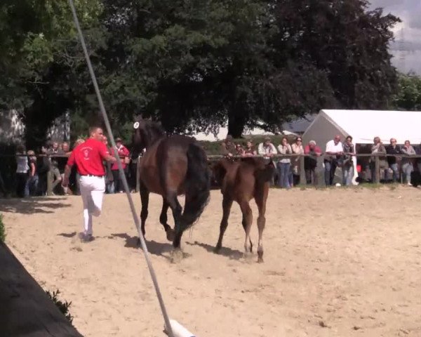 Stuten- und Fohlenschau Gevelsberg-Berge 2018