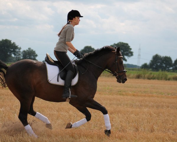 horse Didi (Hanoverian, 2006, from Don Laurie 143 FIN)