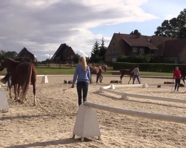 LVM-Sichtung Fohlenchampionat 2018 Münster-Handorf