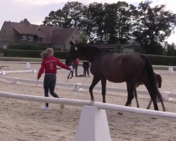LVM-Sichtung Fohlenchampionat 2018 Münster-Handorf