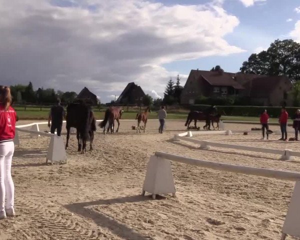 LVM-Sichtung Fohlenchampionat 2018 Münster-Handorf