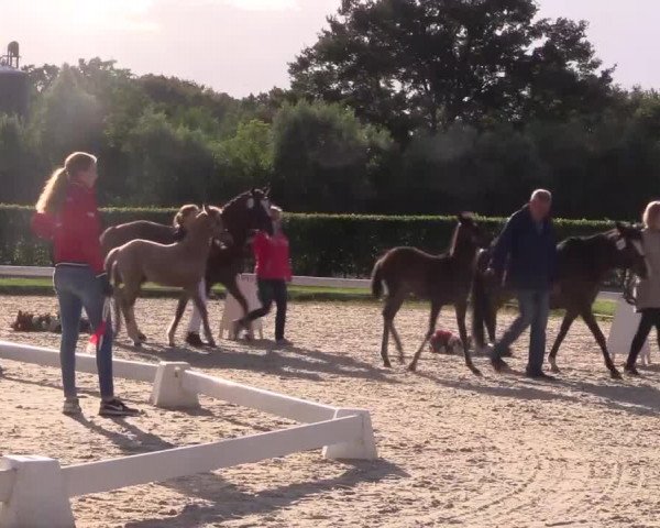 LVM-Sichtung Fohlenchampionat 2018 Münster-Handorf