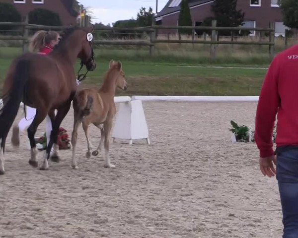 LVM-Sichtung Fohlenchampionat 2018 Münster-Handorf