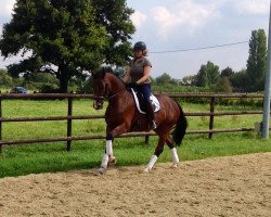 broodmare Flying Frieda 2 (Mecklenburg, 2010, from First Edition 10)