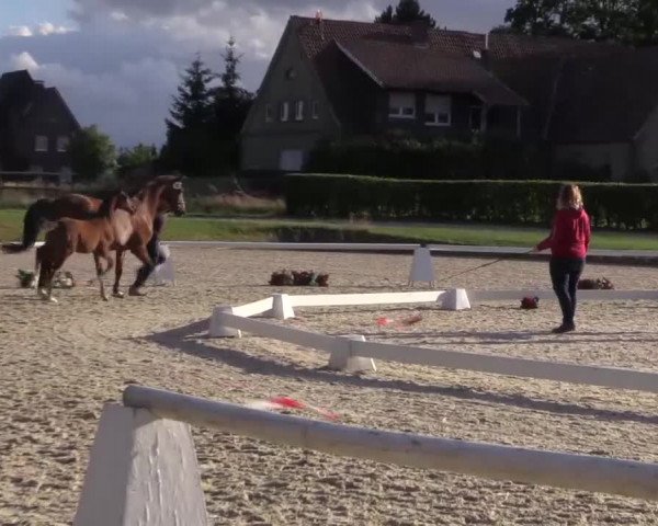 LVM-Sichtung Fohlenchampionat 2018 Münster-Handorf