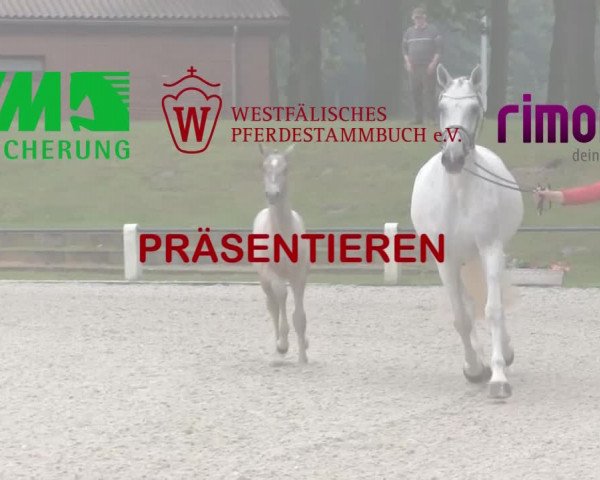 LVM-Sichtung Fohlenchampionat 2018 Münster-Handorf