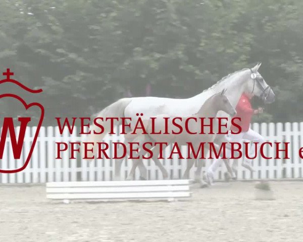Stuten- und Fohlenschau Wettringen 2018