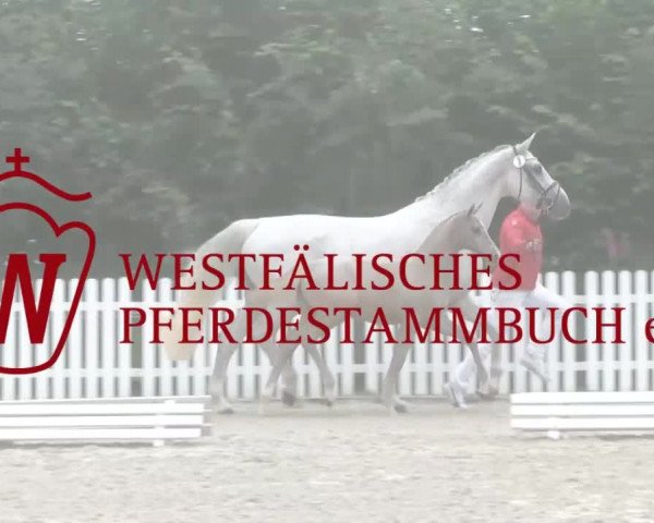 Stuten- und Fohlenschau Wettringen 2018