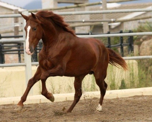 horse Mescal (Pura Raza Espanola (PRE), 2010, from Corinto X)