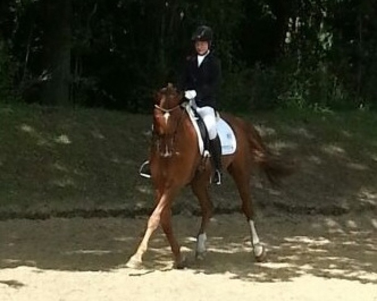 dressage horse Don Dior 4 (Hanoverian, 2005, from Don Primero)