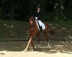 dressage horse Don Dior 4 (Hanoverian, 2005, from Don Primero)