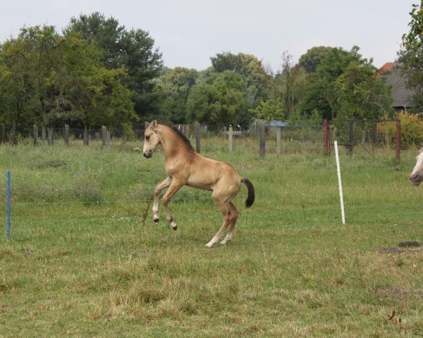 stallion Amazings Smoky Star (German Warmblood, 2014)