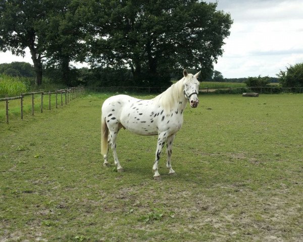 horse Talasso (Knabstrupper, 2010, from Tiamo)