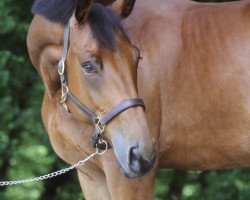 Springpferd Diamond Star (Belgisches Warmblut, 2003, von Ernest)